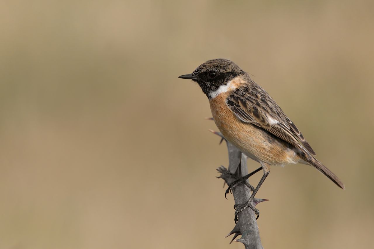 Saltimpalo (Saxixola rubicola)